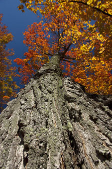 Maple tree in autumn